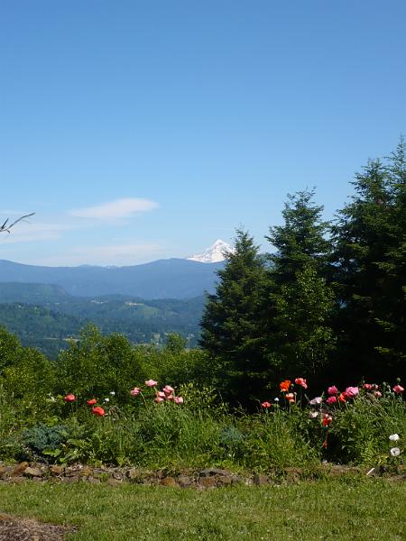 015.jpg - Mt Hood.in the spring.